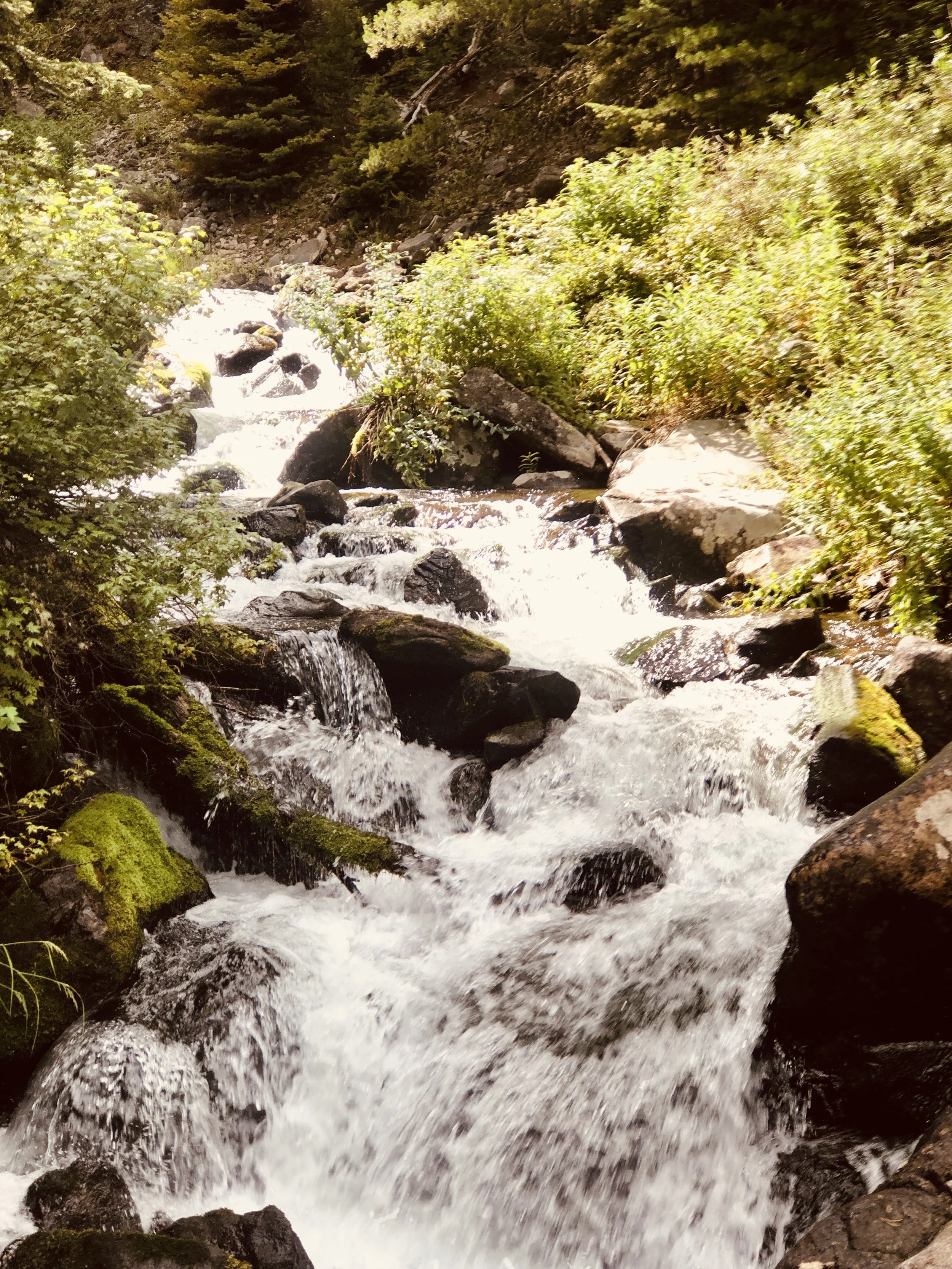 A stream cascading over mossy rocks in a forest