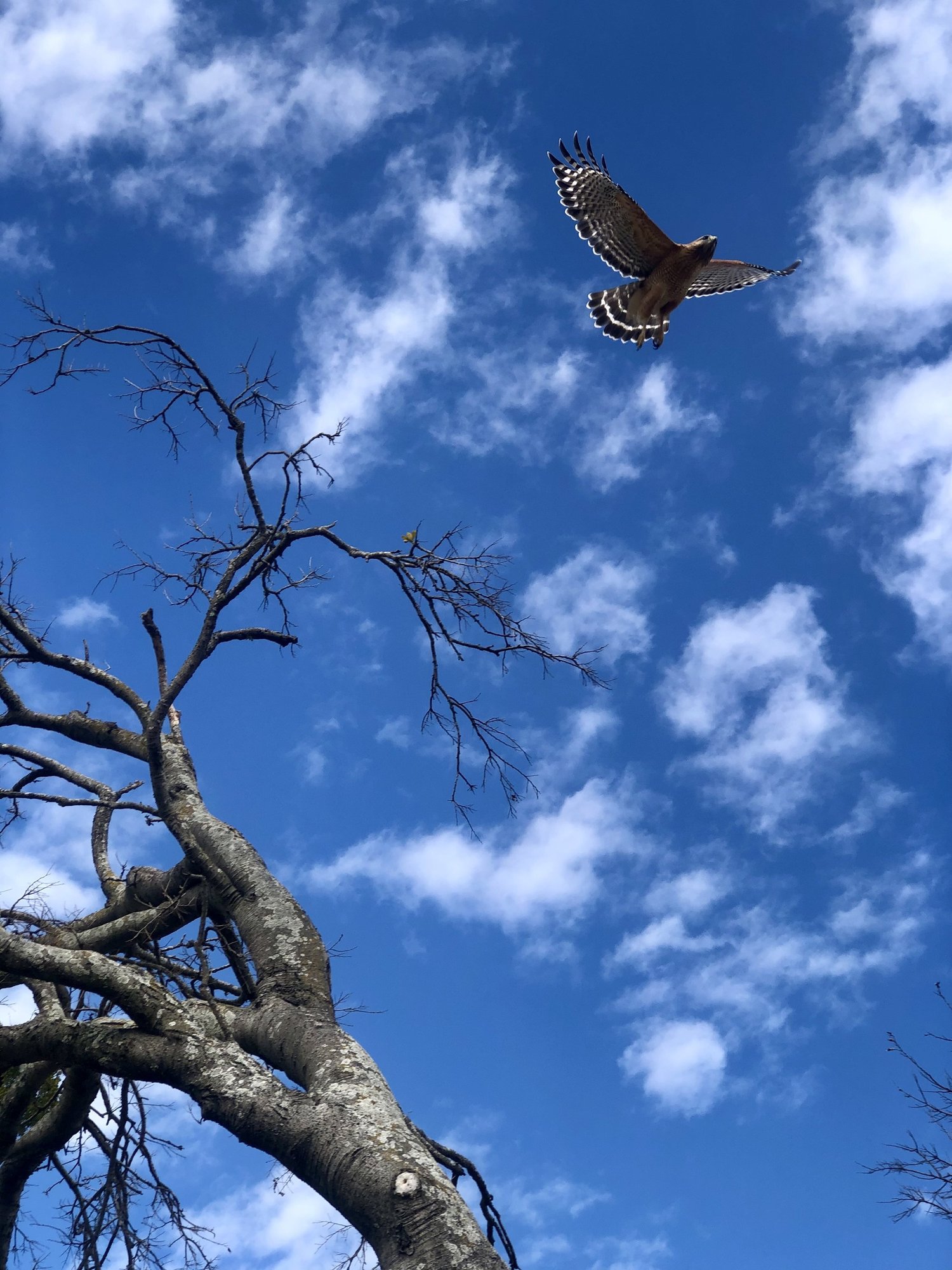 A hawk in flight against a blue sky