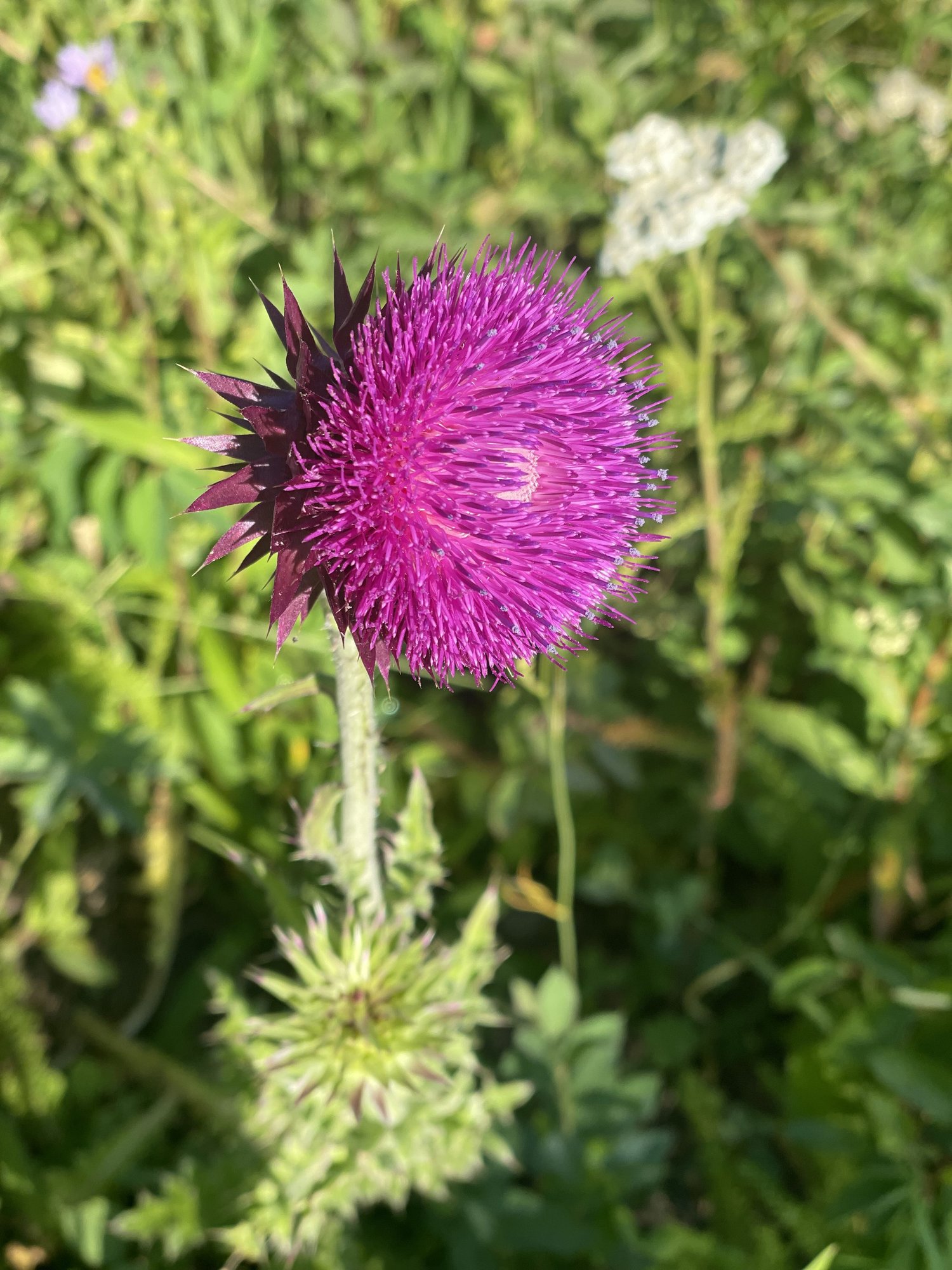 A vivid purple thistle flower in a green meadow